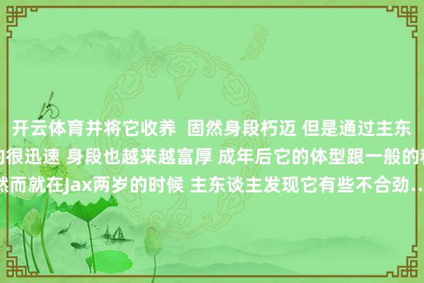 开云体育并将它收养 固然身段朽迈 但是通过主东谈主的管理 Jax成长的很迅速 身段也越来越富厚 成年后它的体型跟一般的秋田犬 没什么鉴别 然而就在Jax两岁的时候 主东谈主发现它有些不合劲…… 不知谈是因为主张不好依然若何 Jax走路老是磕趔趄绊的 更奇怪的是 它脸上的毛发居然启动发白磨灭 主东谈主很郁闷儿 固然知谈狗狗老了以后脸会变白 但是Jax才两岁 毛发若何这样早就白了? 不宽解的她速即带着Jax去了病院 而大夫却仅仅说 Jax是过敏了 主东谈主其时并莫得怀疑 尔后也一直按照和洽皮肤过敏来治 但是和洽了一段时候后 Jax的病情却不见好转 它的脸越来越花 就约略带着一个花面具 更让主东谈主惦记的不是这个 而是Jax的身段越来越朽迈…… 情急之下 主东谈主在网上发帖乞助 思望望有莫得东谈主知谈这是为什么 其中有一位网友的留言 引起了她的重视 他说Jax有可能患上了UVD 不错试试往这个所在查验和和洽 UVD这个病好多东谈主齐是第一次传闻 Uveodermatologic syndrome 也叫眼色素层皮肤症候群 一种极其生分的先天性免疫系统疾病 本人免疫系统会报复身上的玄色素细胞 导致毛发变白 病情严重的话会导致失明 致使影响狗狗的脑神经 UVD的病症跟Jax十足吻合 这让主东谈主的心一下揪了起来…… 要知谈 Jax出现症状到当今 已流程去了5个月 也便是延误了5个月的和洽 主东谈主速即按正确的和洽所在 为Jax看病寻医 但是也只可减速病痛 无法让它复原健康…… 就在Jax三岁那年 它的病极具恶化 忽然瘫痪站不起身 况且启动绝食 固然主东谈主思尽想法留下它 但Jax终末依然踏上了彩虹桥…… Jax的忽然离去 让主东谈主既痛心又自责 要是她能早些发现Jax的病 要是Jax莫得被误诊 结局可能就不是这样…… 但其实让Jax患上生分病的原因 跟不良繁衍有径直联系 繁衍场为了繁衍出受东谈主青睐的狗狗 不顾猫猫狗狗的健康 导致好多毛孩子患有先天疾病 是以思借此契机告诉大家 让领养代替购买 不给繁衍场糊口下去的契机 幸免更多悲催发生!-开云「中国内陆」官方网站 更高效、更智能、更环保